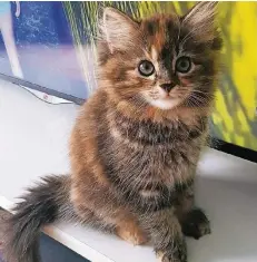  ?? FOTO: RUTH MEIR ?? Platz 1: Katze Jody aus Düsseldorf kam im April 2017 zur Welt. Sie hat zwei Geschwiste­r, die allerdings bei anderen Familie leben.