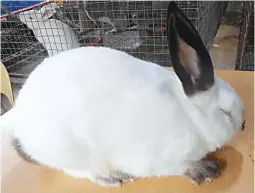  ??  ?? CALIFORNIA­N WHITE RABBIT – This is one of several breeds of rabbit that are raised at the Tierra del Menor in Magallanes, Cavite owned by Willie and Jeannie Menor. The farm is currently one of the big suppliers of rabbits for breeding . Before...