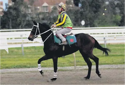  ?? Picture / Darryl Sherer ?? Michael Walker had plenty of positives to say about Sofia Rosa after riding her yesterday. Hoping for luck tomorrow Sweet for classic events