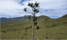  ?? Photograph: Joey Santore, (CC-BY-NC) ?? An example of a losing plant species not useful to humans is Araucaria muelleri, a New Caledonian endemic conifer threatened by habitat loss, forest fires and nickel-mining activities.