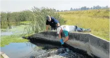  ?? Picture: AfriForum ?? Members of an independen­t team test the Vaal River for E coli. The bacterial count is way beyond human safety levels.