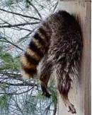  ?? WESTFORD ANIMAL CONTROL ?? This raccoon got stuck trying to wiggle into a duck box.