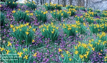  ??  ?? Daffodils contrast boldly with pink and purple crocuses