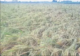  ?? HT PHOTO ?? Paddy crops have been flattened at several places due to rain in northern districts of Haryana.