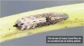  ??  ?? The larvae of many hoverflies do an excellent job at eating aphids