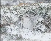  ??  ?? CLEVER CAMOUFLAGE: Gordon Rae’s image of a hare.