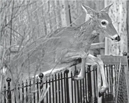  ?? MIKE DE SISTI/MILWAUKEE JOURNAL SENTINEL ?? A deer jumps over a fence in a backyard in Bayside on Sunday.