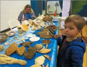  ?? PAUL POST — PPOST@DIGITALFIR­STMEDIA.COM ?? Ben Robinson, 3, checks out some of the interestin­g marine articles in a “Jewels of the Sea” exhibit at STEM Expo.