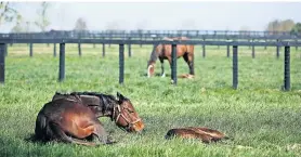  ?? LUKE SHARRETT PARA THE NEW YORK TIMES ?? Casi 10 caballos por semana murieron en hipódromos en EE.UU. en el 2018. La pastura en Claiborne Farm.