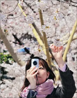  ?? Yoshikazu Tsuno, Afp-getty Images ?? A young woman takes pictures of fully bloomed cherry blossoms at a park Saturday in Tokyo, where citizens are flocking to the best spots for viewing the beautiful blooms.