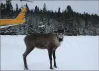  ?? MINISTRY OF NATURAL RESOURCES AND FORESTRY, THE CANADIAN PRESS ?? A caribou is shown after being relocated to the Slate Islands in northern Ontario. Wolves had decimated their numbers.