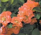  ?? PROVEN WINNERS ?? Double Take Peach flowering quince offers a most rare and stunning color for the garden.