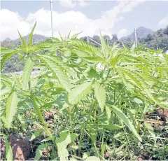  ??  ?? HIGH HOPES: The Royal Agricultur­al Station Pangda, in Chiang Mai, where cannabis sativa, or hemp, is harvested for medicinal use.