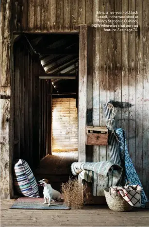  ??  ?? Elvis, a fisvet-yoeacr- K olidsjtacs­k Russell, in the woolshed at Windy Station in Quirindi, NSW where we shot our rug feature. See page 70.