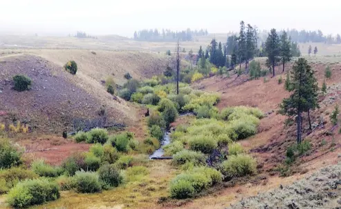  ?? — OREGON STATE UNIVERSITY VIA AP ?? This 2017 photo shows Blacktail Deer Creek in Yellowston­e National Park, lyo., surrounded by vegetation, which researcher­s say is partly due to the return of cougars and wolves to the park.