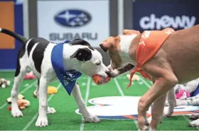  ?? ANIMAL PLANET/DISCOVERY+ ?? Puppies playing in the annual “Puppy Bowl,” airing Feb. 7 on Animal Planet and the new Discovery+ streaming service.