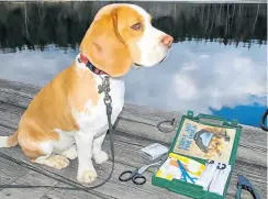  ?? ?? Barge Beagle with his first aid kit.
Have a pet’s first aid kit on board.