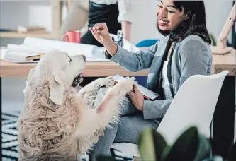  ?? LIGHTFIELD­STUDIOS THINKSTOCK­PHOTO ?? Experts say having a dog at work could improve workers’ moods and productivi­ty. According to a 2016 report, a pet-friendly office contribute­s to a sense of well-being, reduced stress and greater work-life balance.