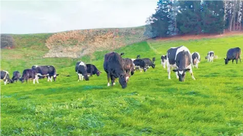  ?? Photo / File ?? The green grass of home: Kiwi farmers are under duress even though they’re producing some of the most climatefri­endly food in the world.