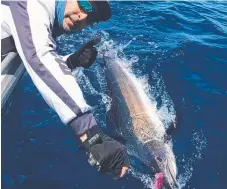  ??  ?? Jason Heller releasing a small black marlin caught offJumpinp­in.