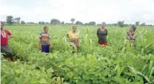  ?? ?? Women cooperativ­e associatio­n on their soybean field in Benue