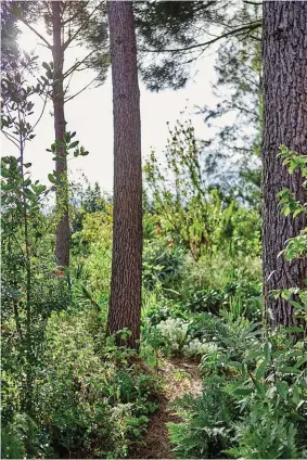  ??  ?? Tussen die dennebome en natuurlike plantegroe­i deur kronkel daar informele paadjies wat verander namate plante oraloor opkom. Dit is vir Marcus belangrik dat die tuin verder weg van die huis so natuurlik moontlik lyk.