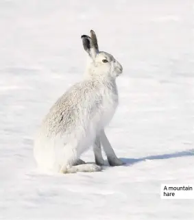  ??  ?? A mountain hare