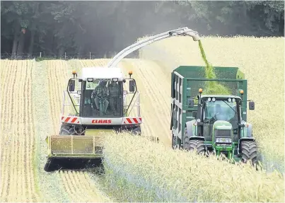  ??  ?? Chopping rye near Coupar Angus. Hybrid rye is a new crop to Scotland and has great potential.