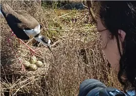  ??  ?? Ptice su gnijezdo svile pola metra od staze i turisti im nimalo ne smetaju