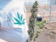  ?? FILE PHOTO
THE ST. CATHARINES STANDARD ?? Brock Goodman School of Business professor Michael Armstrong weighs in on the province’s plan to expand cannabis buying options.