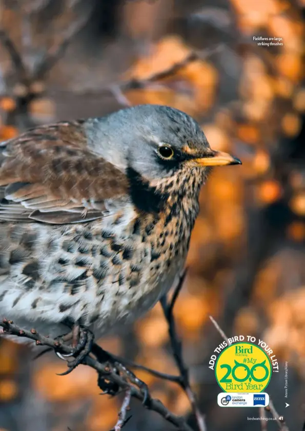  ??  ?? Fieldfares are large, striking thrushes