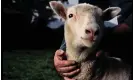  ?? Photograph: Murdo Macleod/The Guardian ?? Dolly the sheep was created at the Roslin Institute, which contribute­d to this study.