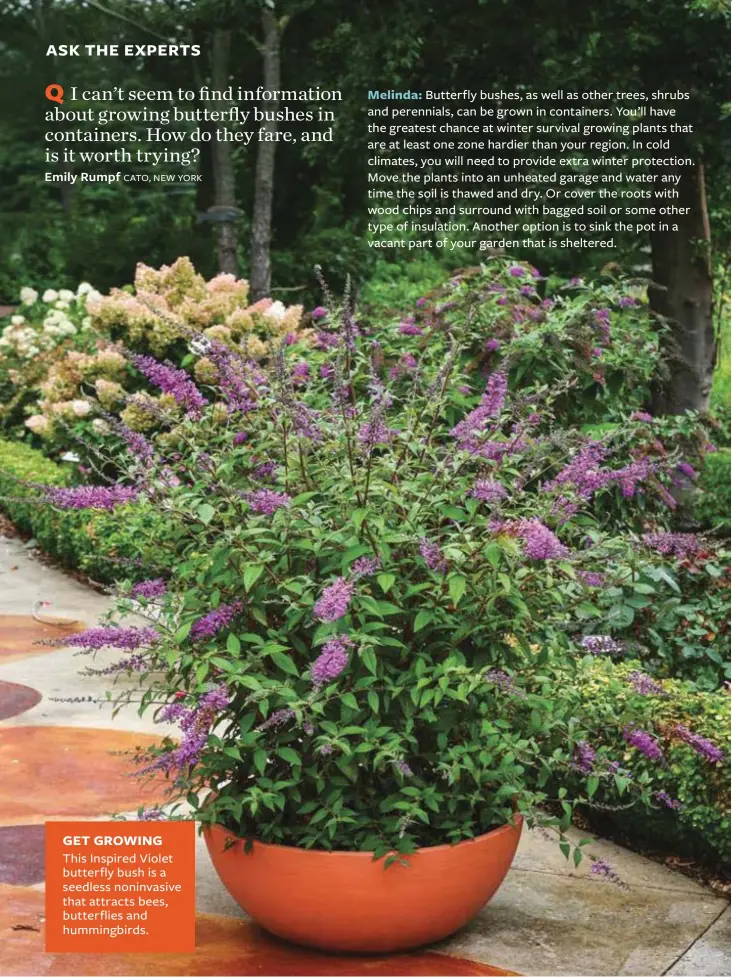  ??  ?? This Inspired Violet butterfly bush is a seedless noninvasiv­e that attracts bees, butterflie­s and hummingbir­ds.