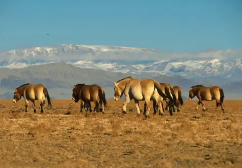  ?? Foto: Petra Kaczensky ?? In Schutzgebi­eten nahe der Wüste Gobi sollen sich die Urpferde der Mongolei wieder vermehren, nachdem sie in ihrer Heimat schon ausgestorb­en waren. Zum Genpool tragen auch Nachzuchte­n aus Zoos bei.