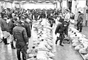  ??  ?? Auctioning frozen tuna at the Tsukiji fish market. After a fabled 83-year history, the world’s biggest fish market, which is also a huge tourist magnet for its pre-dawn tuna auctions, will move to a brand-new facility in Toyosu, about 2.3 kilometres away.