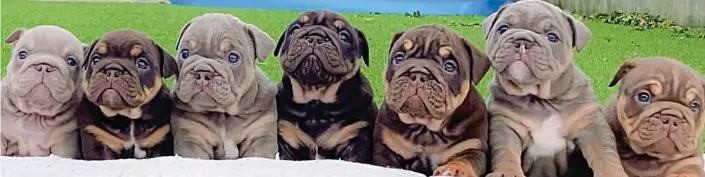  ?? ?? Advertised online: Some of the puppies from the couple’s website which sold for up to £20,000. The pair claimed to be leaders in ‘distinguis­hed bulldogs of all colours’