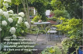  ??  ?? Huge white mopheads of Hydrangea arborescen­s ‘Annabelle’, add lightness to a dark area of the garden