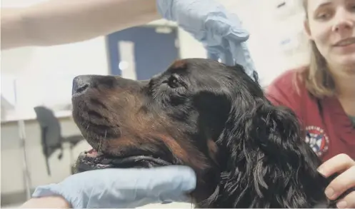  ?? PICTURE: SWNS ?? 0 Ralph the Gordon setter receives the breakthrou­gh treatment on the tumour in his nose