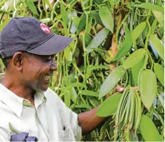  ??  ?? Ein Landwirt zeigt grüne Vanillesch­oten in der Region Sambava auf Madagaskar, rechts liegen gebündelte Vanillesch­oten. Das Ge würz zählt zu den teuersten der Welt.