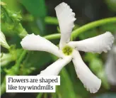  ??  ?? Flowers are shaped like toy windmills