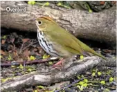  ??  ?? Ovenbird