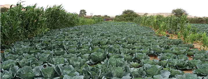  ?? ?? A engenheira agrónoma destaca os avanços que o sector Agrário tem registado com a implementa­ção de vários programas por parte do Governo, como são os casos do MOSAP e o SREP