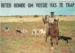  ??  ?? 1968 Mnr. Tielman Lock, senior hondemeest­er, aan’t jakkals jag in die
S.A. Lombard-natuurrese­rvaat by Bloemhof. Sy span honde bestaan hoofsaakli­k uit kruisings, soos foksterrië­r-bulterriër­s.