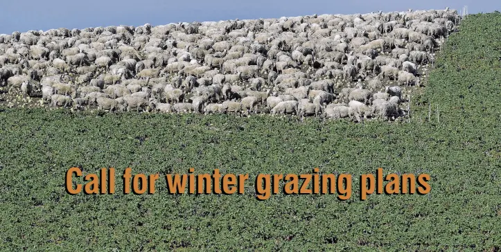  ?? PHOTO: STEPHEN JAQUIERY ?? Good tucker . . . Sheep feed on winter swedes near Edievale.