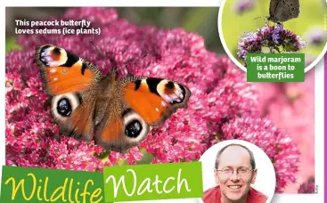  ??  ?? This peacock bu	erfly loves sedums (ice plants)