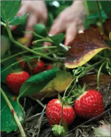  ?? The Associated Press ?? Strawberri­es picked from the patch at Popp’s pick-your-own farm in Dresden, Maine. Trimming the roots and then setting a strawberry plant in the ground with just the upper part of its crown, the knob where leaves are attached, gets the plant off to a...