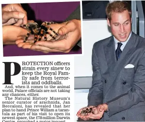  ??  ?? Cold sweat: William is handed the tarantula which he then cradles