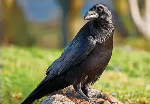  ?? Alan Price ?? ●●Ravens are part of the same family as crows and jackdaws