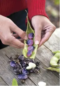  ??  ?? CLOCKWISE FROM MAIN Scarlet runner beans need to be supported by a solid structure; large, colourful beans can be harvested for about three months; the flowers are a beautiful scarlet colour.