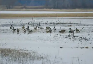  ?? (Special to The Commercial) ?? Concentrat­ions of late-season ducks find sanctuary away from hunting pressure.